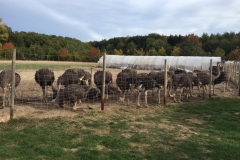 Straußenfarm Gemarkenhof